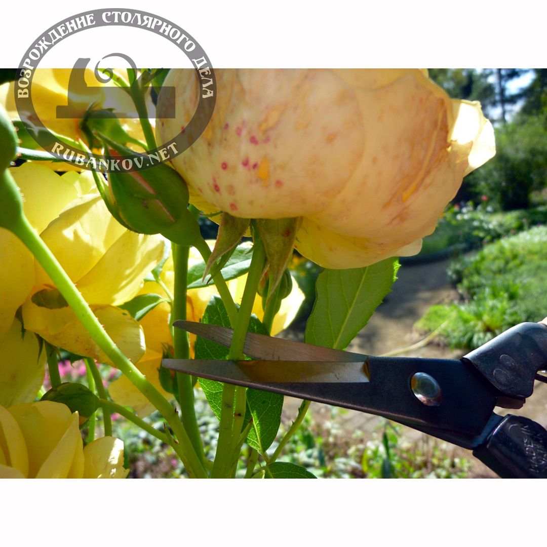     ,   , Okatsune-304, 45/190