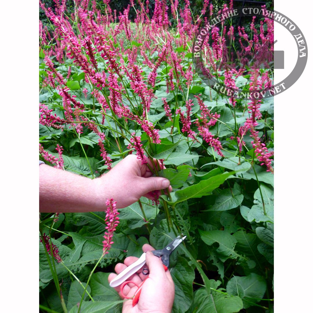     ,   , Okatsune-304, 45/190