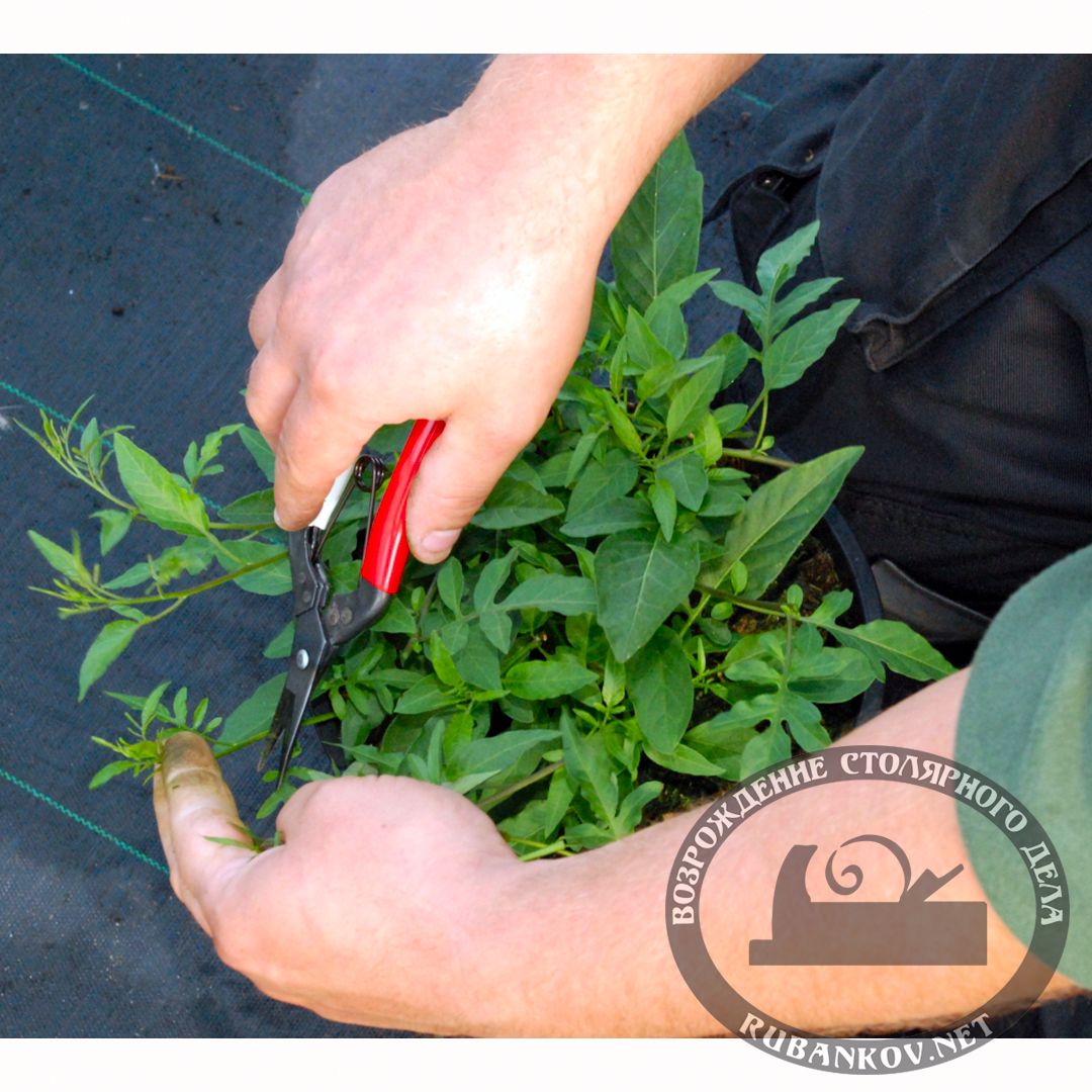     ,   , Okatsune-304, 45/190