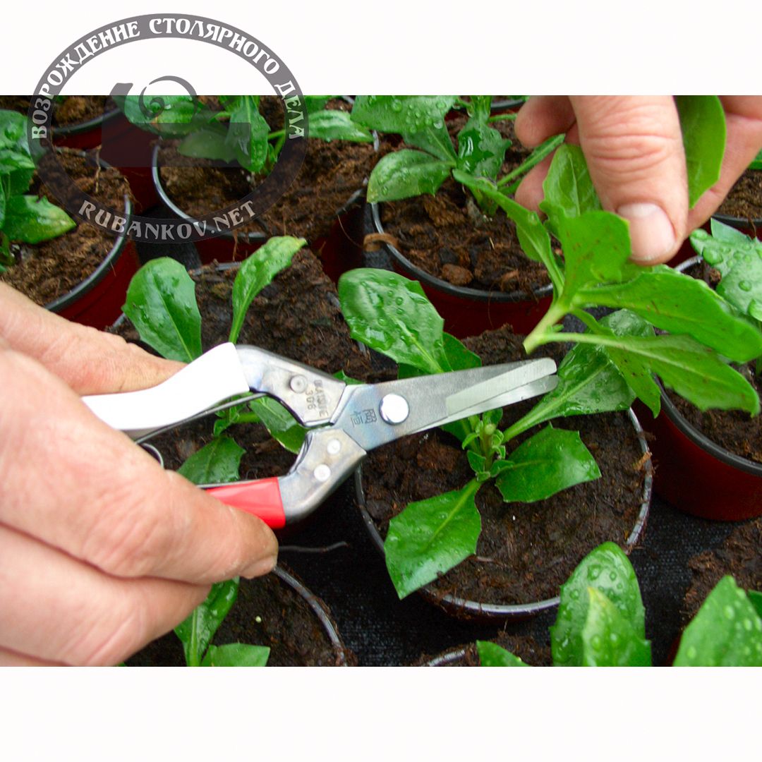      , Okatsune-306, 45/193