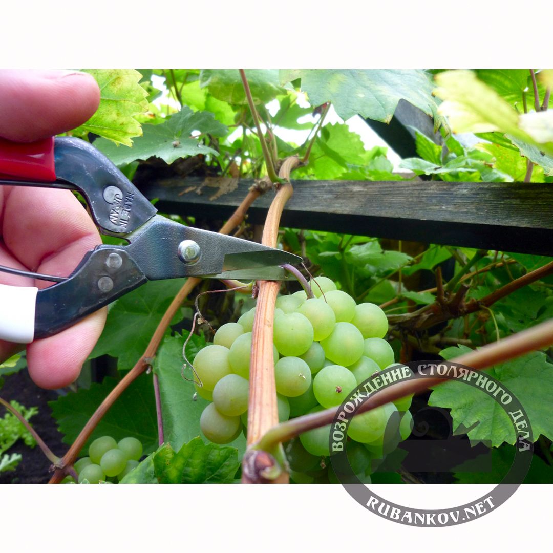     , ,  Okatsune-307, 35/180