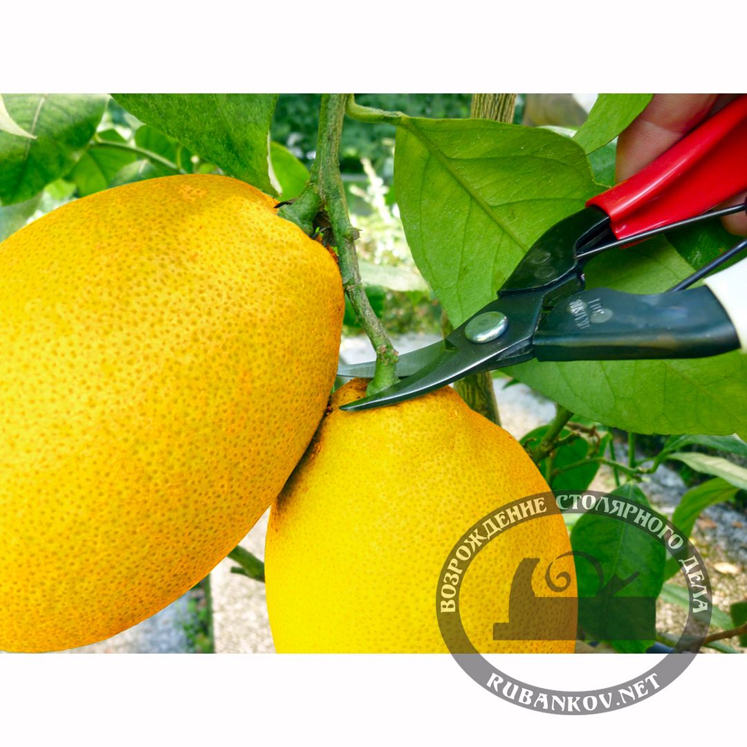      , Okatsune-301, 25/160