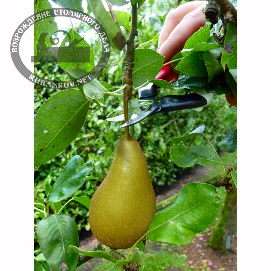      , Okatsune-301, 25/160