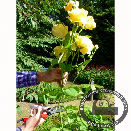 Секаторы Okatsune 101, 102, 103 Секаторы Okatsune 101, 102, 103