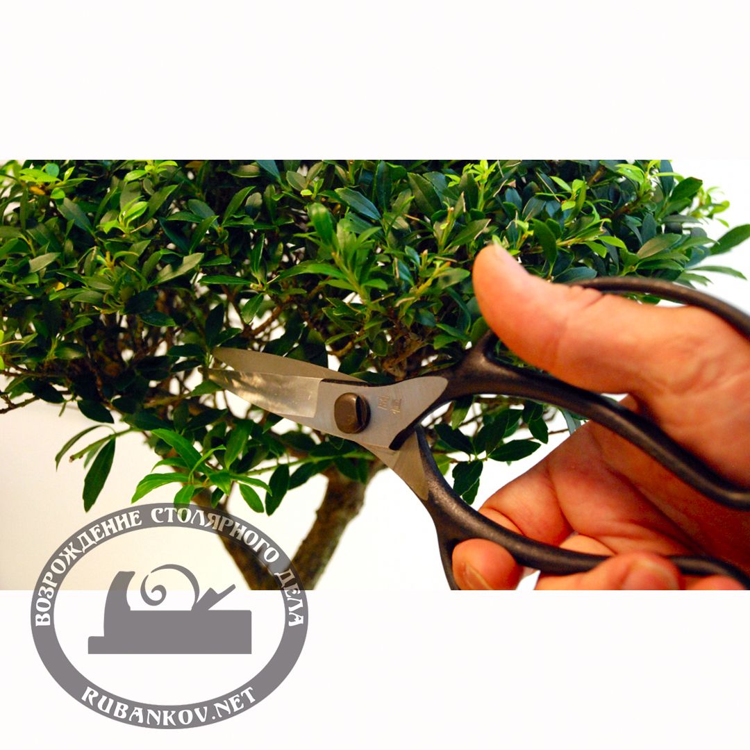  Okatsune 221  , 200/52 .