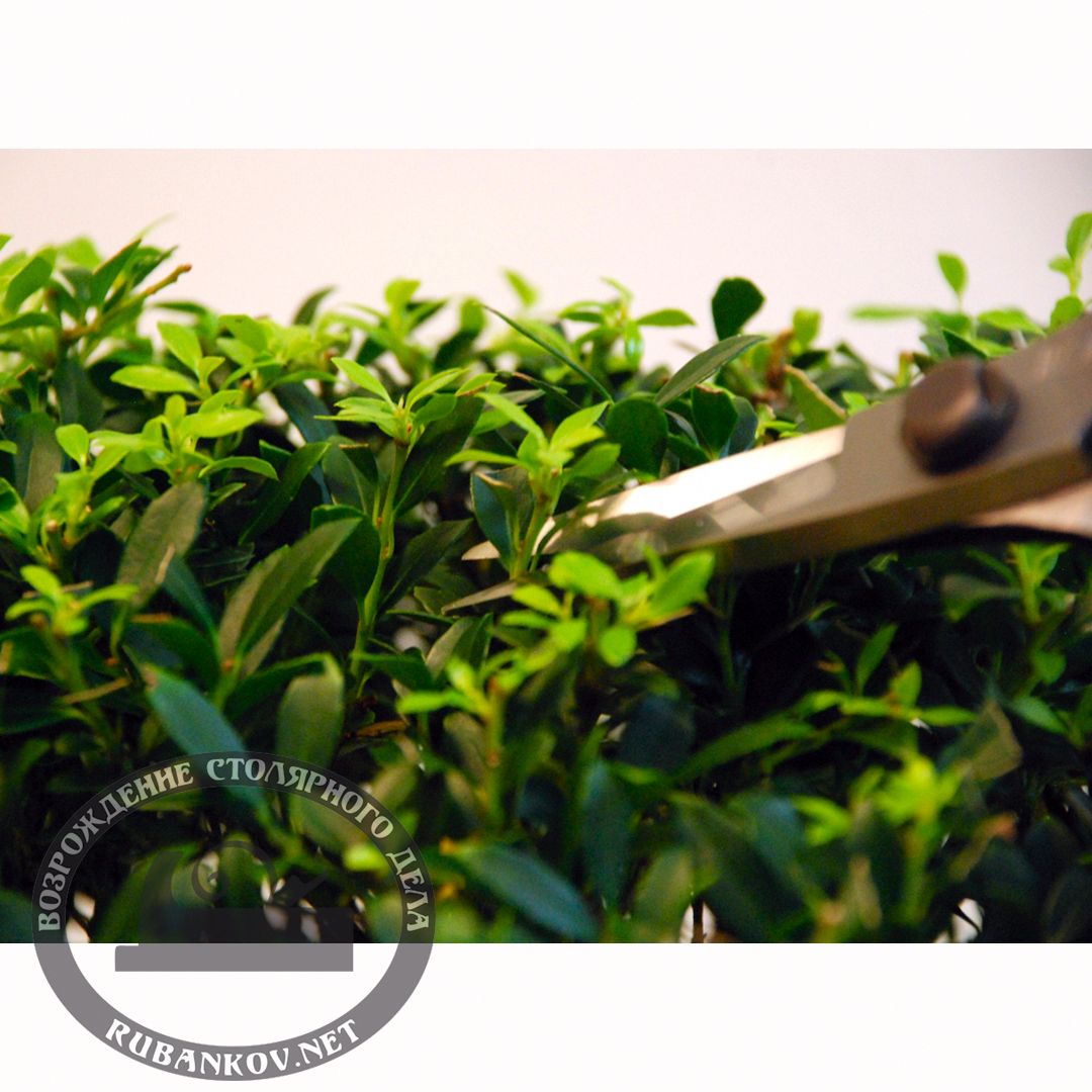  Okatsune 221  , 200/52 .