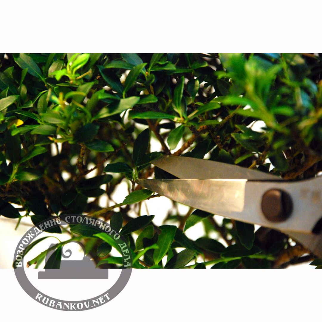  Okatsune 221  , 200/52 .