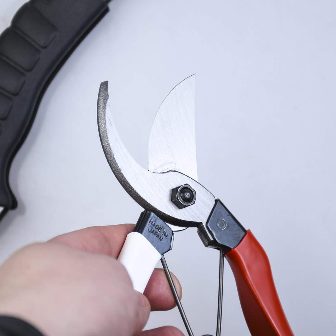   :  Okatsune,  Silky,  