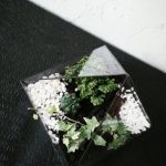 Террариум для растений